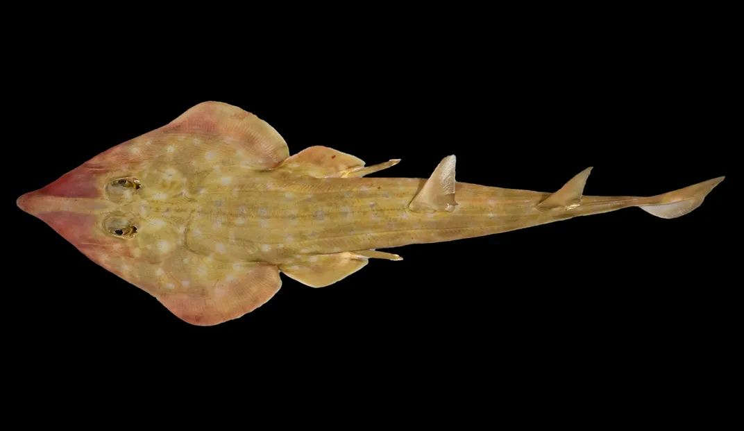 A guitar shark