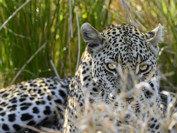 Gazing Leopard thumbnail