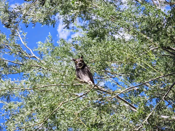 Daytime Owl thumbnail