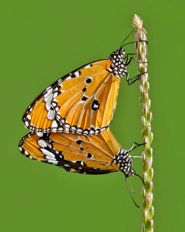 Union of wings thumbnail