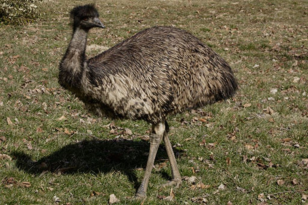 20110520110703Australia-Day-emu-National-Zoo-1.jpg