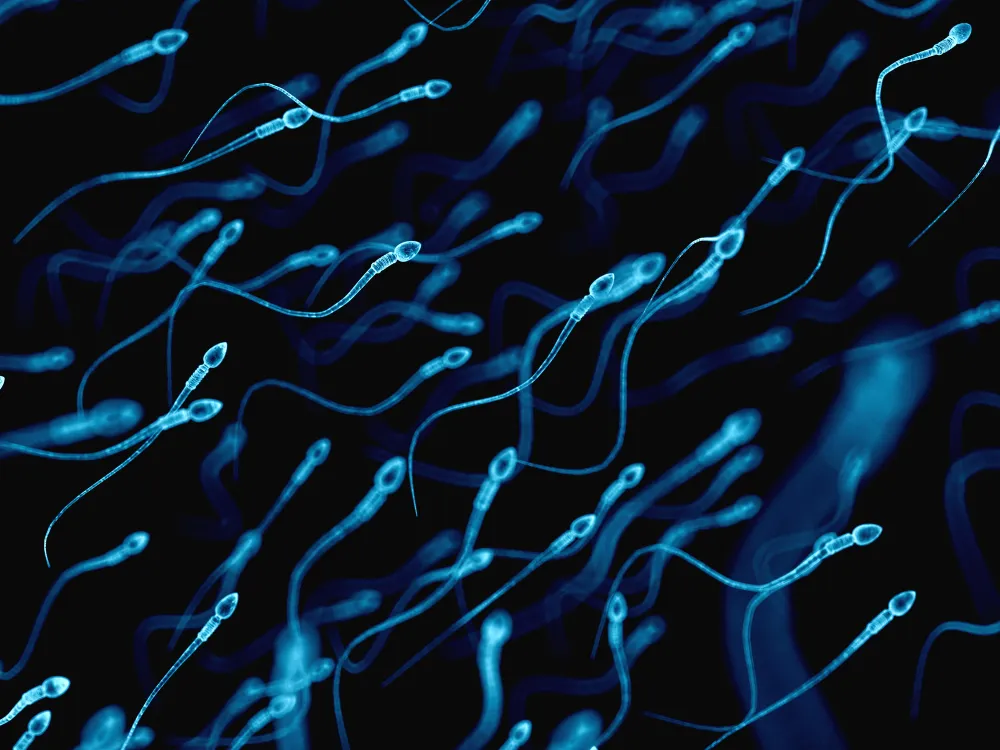 An illustration of dozens of luminescent human sperm on a black backdrop