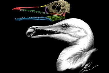 Fossil reconstruction and illustration of Ichthyornis dispar.