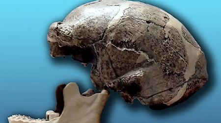 A replica of one of the Peking Man skulls