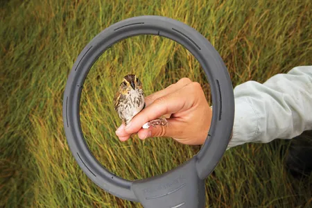 A female saltmarsh sparrow in a New Hampshire wetland is held by University of New Hampshire graduatet student Talia Kuras. The circular device reads the transponder-containing indentification tag on the bird's leg.&nbsp;