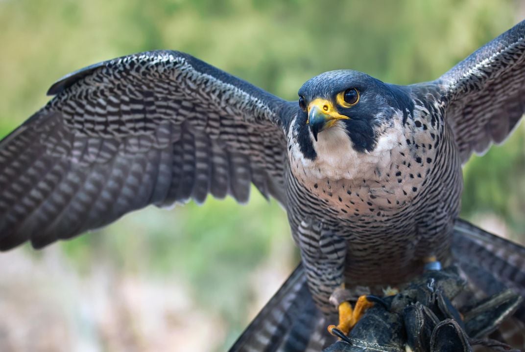 transmission madlavning Geometri Ten Fun Facts About Falcons, the Birds | Science| Smithsonian Magazine
