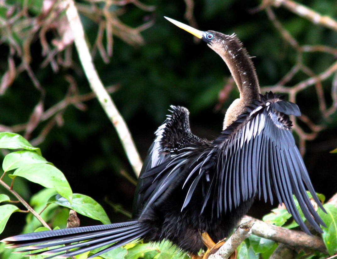 Up close and personal with an anhinga while cruising the rain forest ...