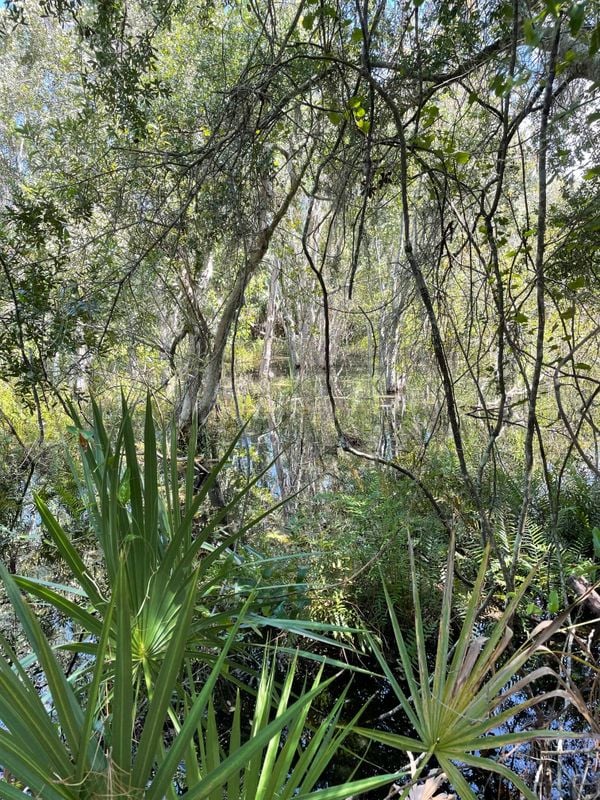 Anclote Wetlands in Tarpon Springs Florida thumbnail