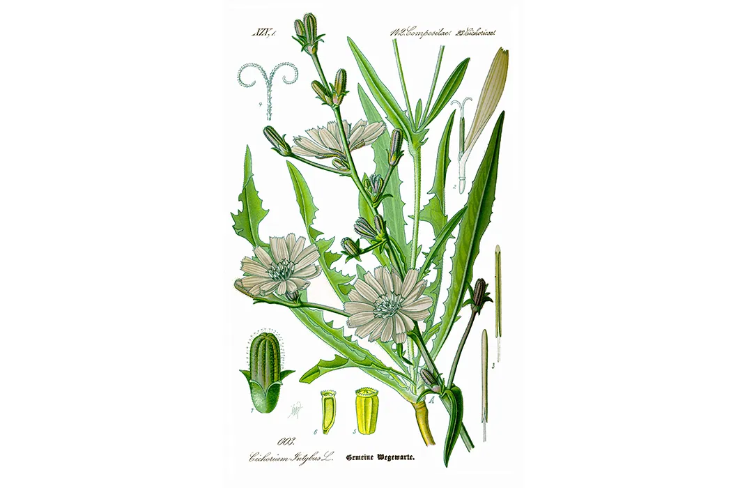 Common Chicory