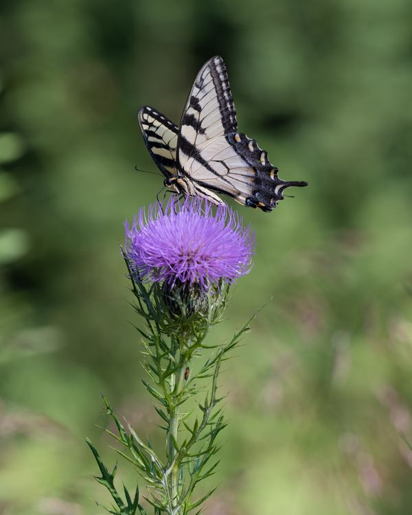 A Self-Propelled Flower thumbnail