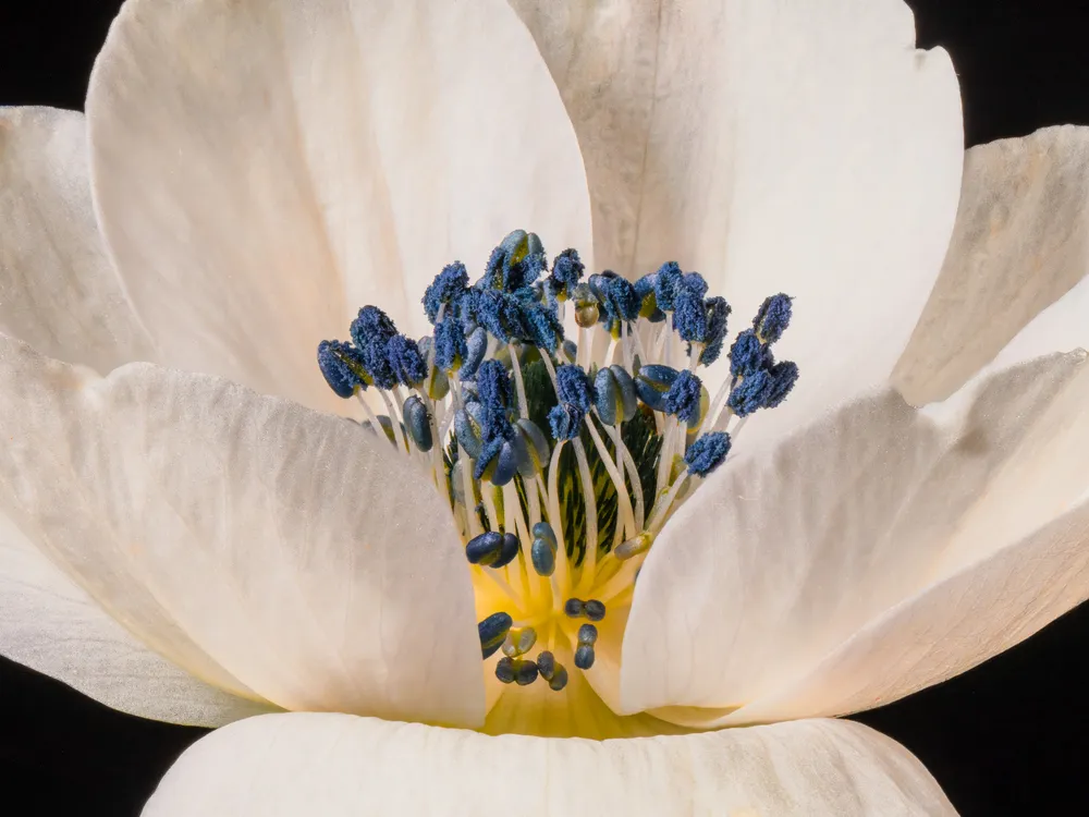 A macro photo of an anemone with white petals and blue and gold stamens.