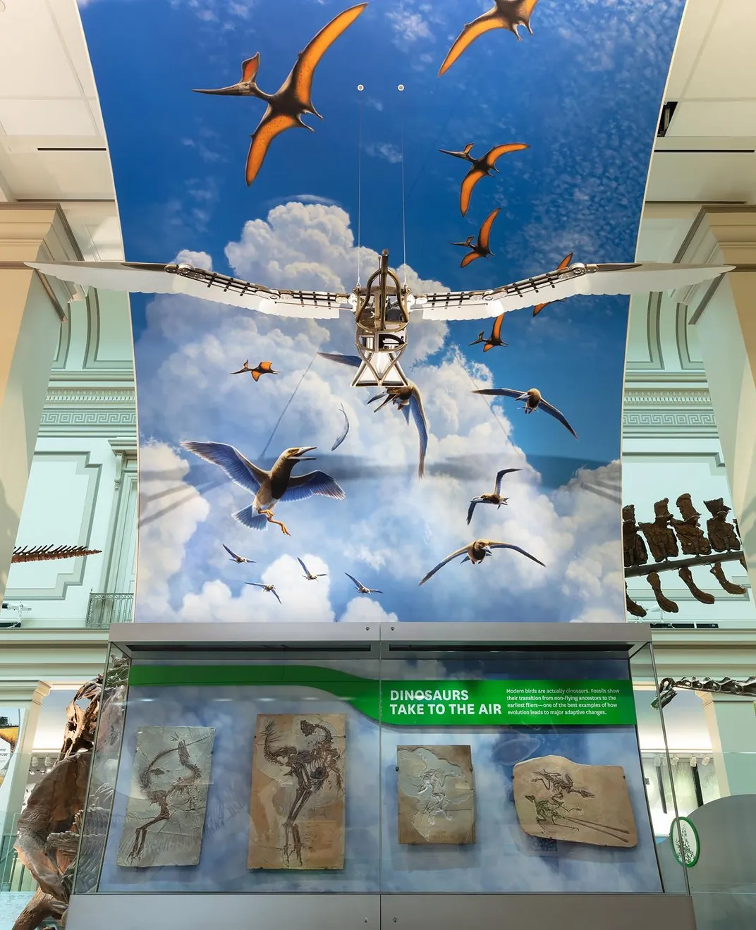 A museum exhibit display of flying dinosaurs.