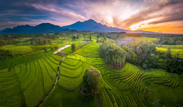 morning panorama of rice fields under the Barisan mountains thumbnail
