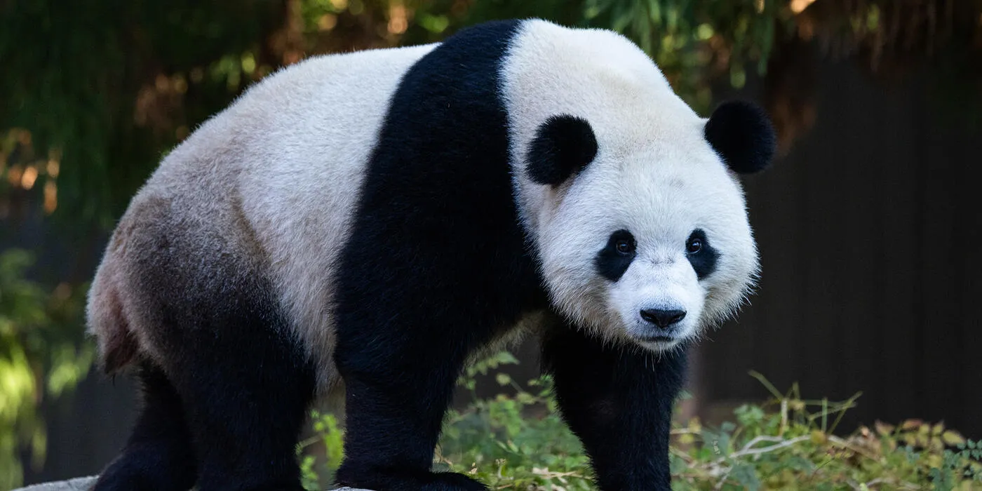 Young Pandas Seem ‘Very Interested In Each Other’, Say Keepers at ...