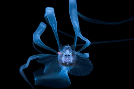 Larval bony-eared assfish