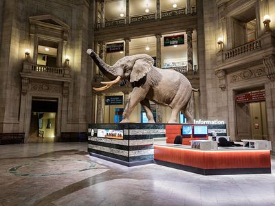 This African Bush Elephant is just the first of many photogenic sites for visitors at the Smithsonian’s National Museum of Natural History. (James Di Loreto, Smithsonian Institution)