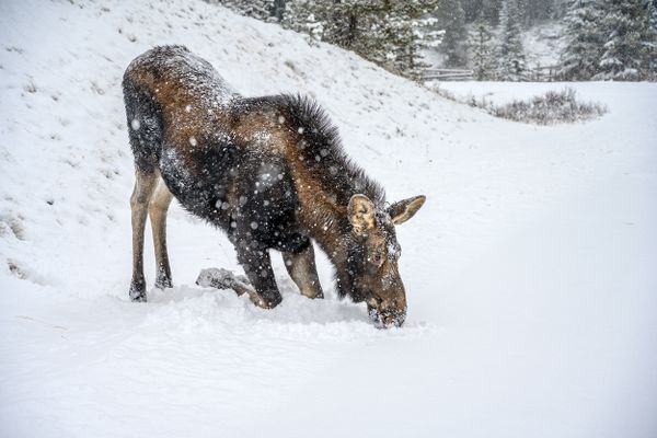 Young moose, a calf (Alces alces) went down on the knees in snow, in a winter forest thumbnail