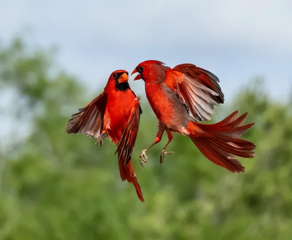 Cardinals' Dance thumbnail