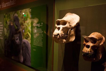The male mountain gorilla Limbo (left) and Green Lady, a female from the same species, are on view in the exhibition, "Objects of Wonder," at the Natural History Museum.