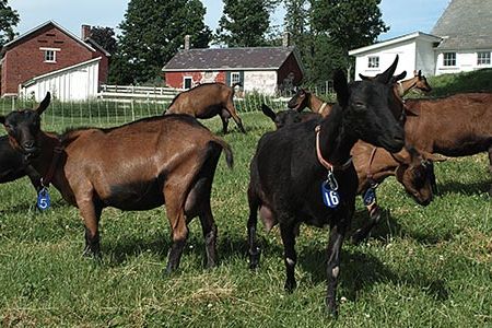 Consider Bardwell Farm is a 300-acre farm in West Pawlet, Vermont named after the man who founded the state's first cheese-making cooperative in 1864.
