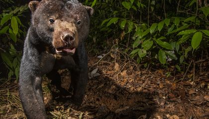 To Save Sun Bears, Scientists First Have to Find Them