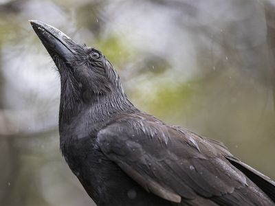 Hawaiian crows, or ʻalalā, are intelligent birds that play an important role in Hawaiian culture. (This is not one of the five individuals taking part in the pilot release on Maui.)