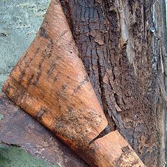 20110520090145mountain-ash-bark-by-sbpoet.jpg