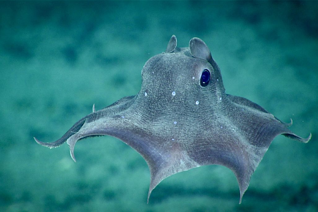 a small octopus with webbed 'skin' between its tentacles