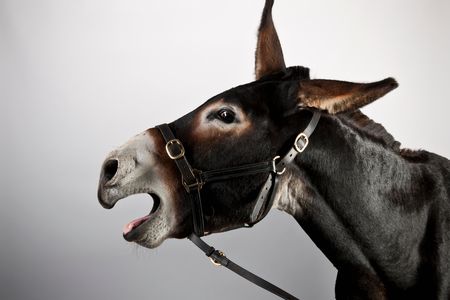 Saddle up! Donkeys can do much more than carry sacks of food: They can hoist around sporty, polo-playing humans, too.