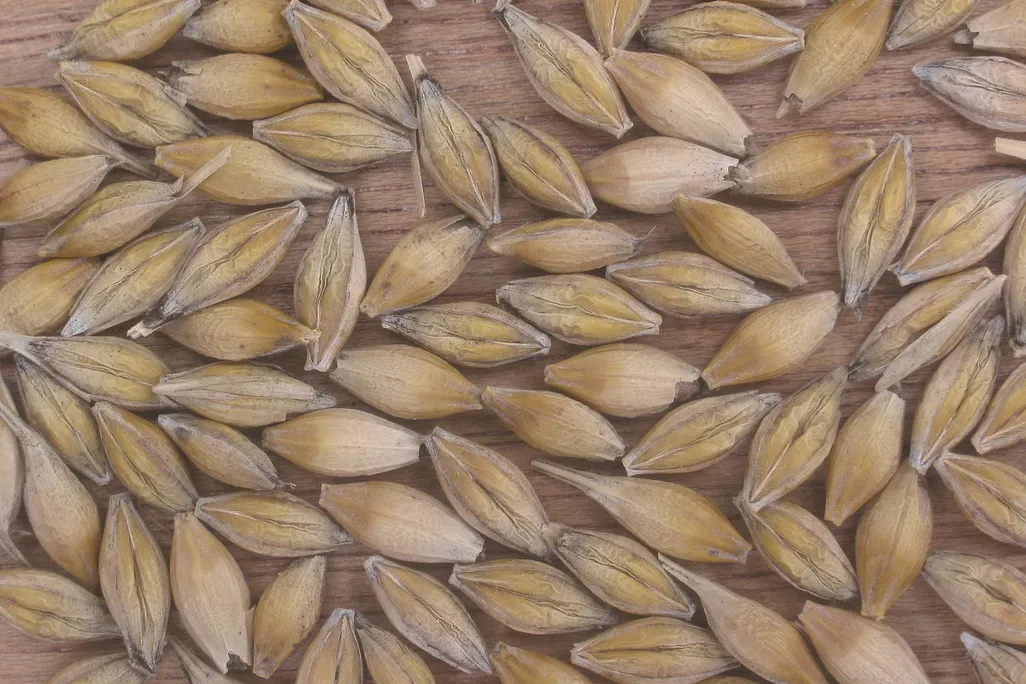 Barley
