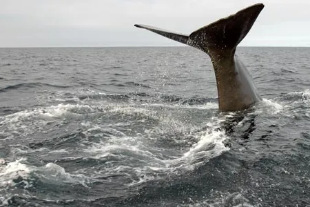 A sperm whale dives deep in Trinity Bay off the coast of Newfoundland, Canada