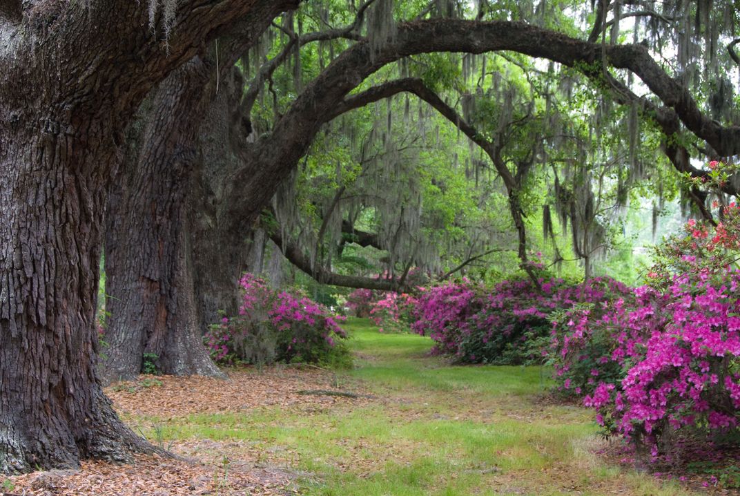 Magnolia Garden Smithsonian Photo Contest Smithsonian Magazine