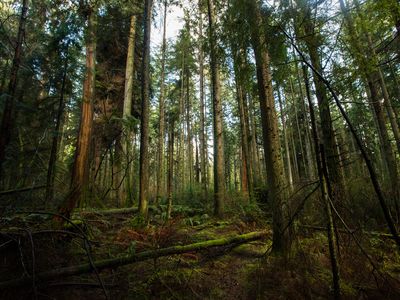 A British Columbia rainforest, where Douglas firs soar more than 160 feet, supports 23 native tree species.