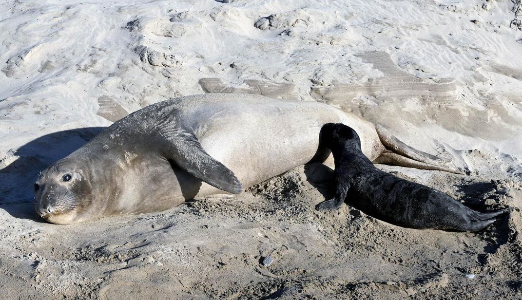 Select Elephant Seal ‘Supermoms’ Produce Most Pups