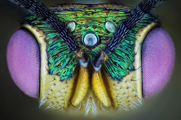 Chalcid wasp portrait thumbnail