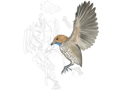 'Strange' New Prehistoric Bird Discovered in China and Named for David Attenborough image