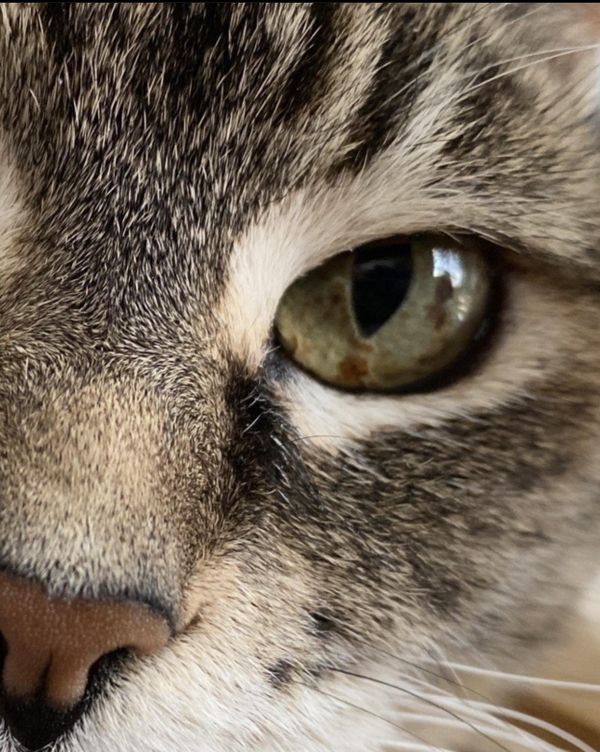 Feline Closeup thumbnail