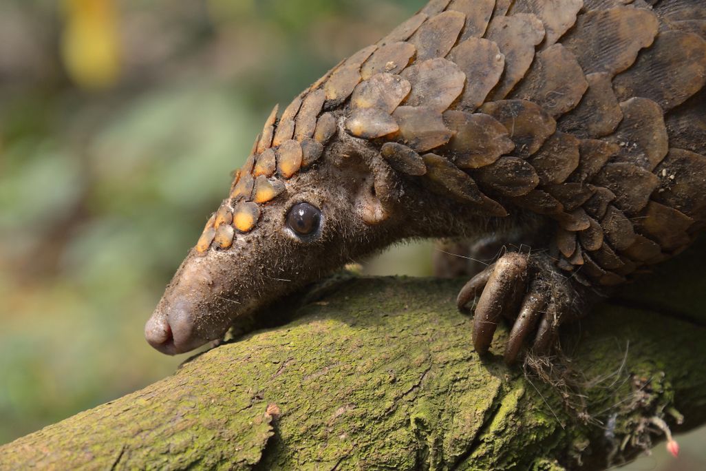 the face and front leg of a pangolin on a trunk
