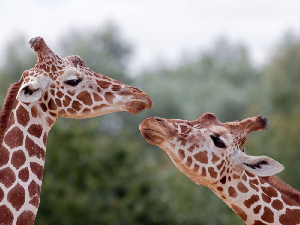 Giraffes kissing