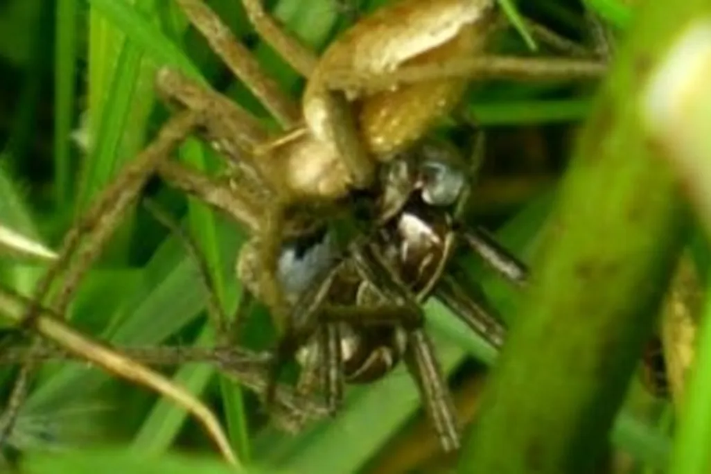 Nursery web spiders