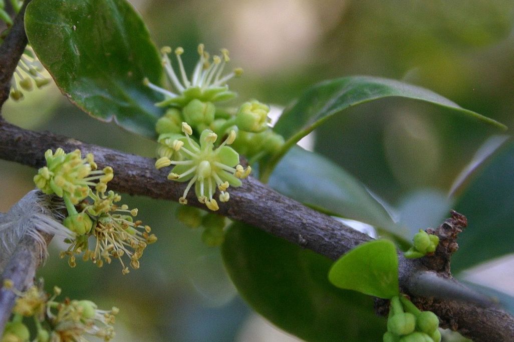 a close-up of a thin tree branch with leaves and small flowers and buds