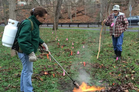 Meghan Fellows sprays flame on a patch of lesser celandine, an invasive weed, while volunteer Jim Anderson looks on. If "flaming" the plants (heating them up but not burning them) kills them reliably, the technique may replace pesticides in vulnerable stream environments.