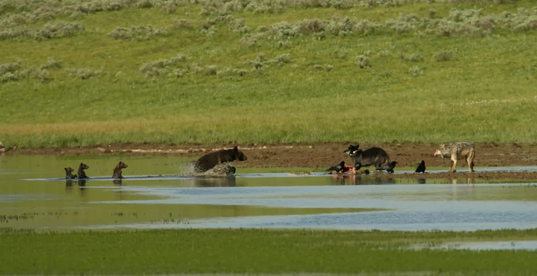 at a creek, an adult bear and three cubs sit on the left, looking at a pair of wolves in the right with the remains of a carcass just visible above the water