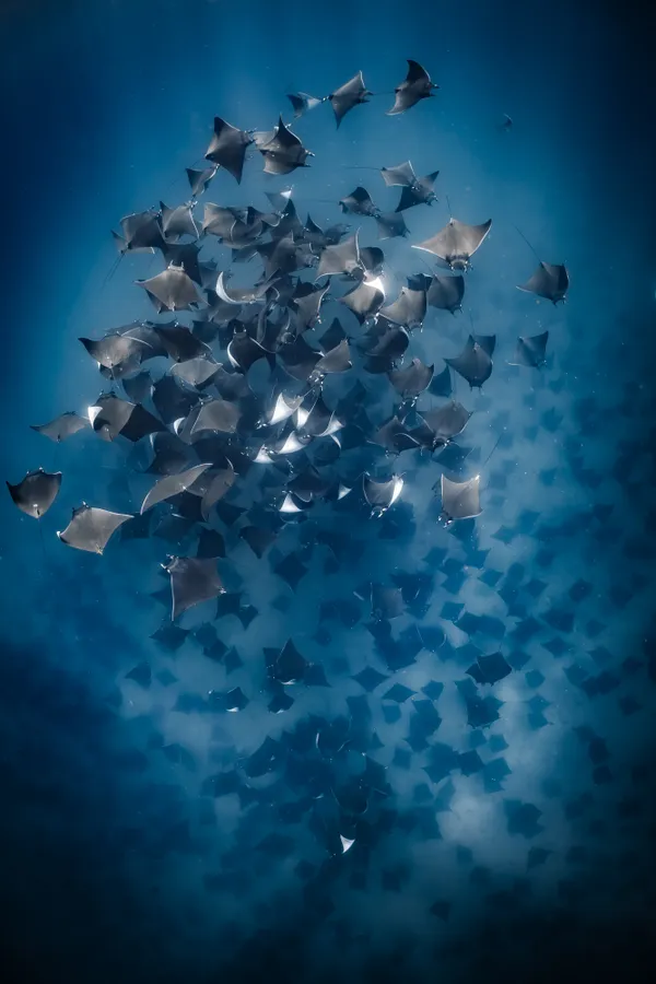 The Courtship Vortex thumbnail