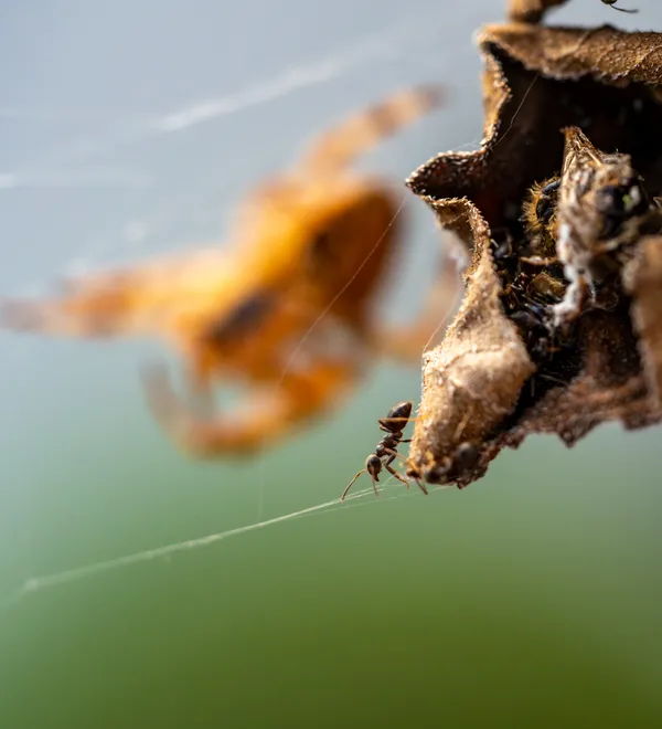 Tread carefully thumbnail