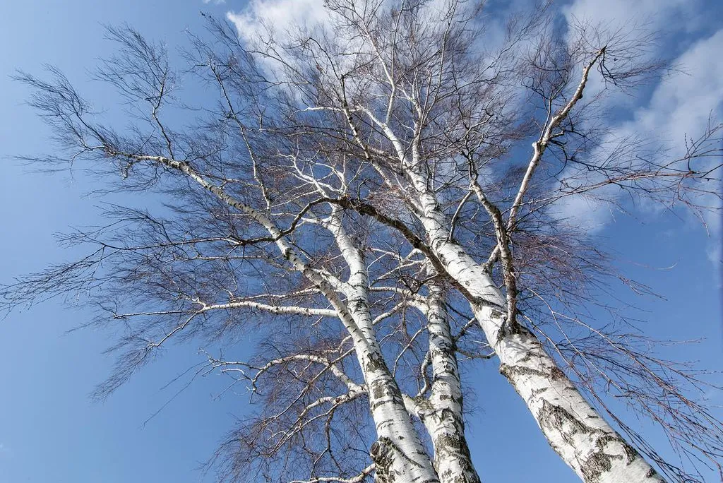 Birch Tree