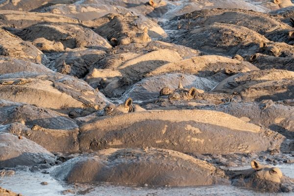 Hippo Pool thumbnail