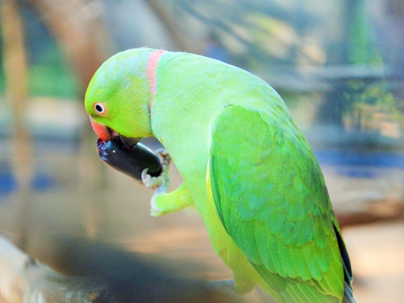 A Parrot eating Berry..! Smithsonian Photo Contest Smithsonian Magazine