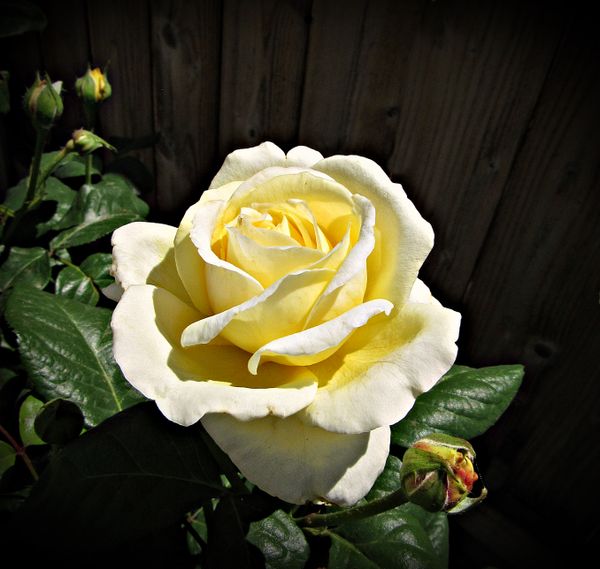 Beautiful Pale Yellow Rose Accompanied By Some Pretty Rose Buds thumbnail