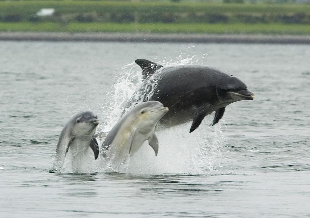 Three dolphins jumping out of the water